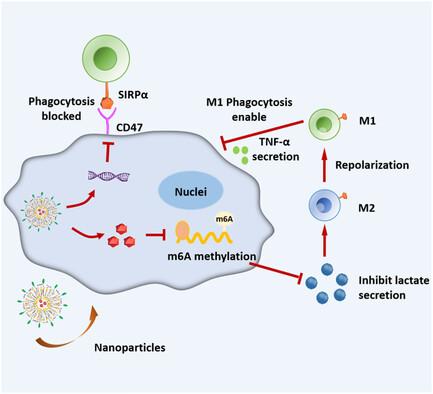 Multifunctional Nanodrug-Mediated Immunotherapy in Microsatellite Stable Colorectal Cancer via Promoting m6A Modification and M1-Like Tumor-Associated Macrophages Polarization