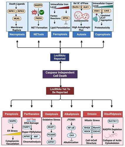 Unraveling the intriguing interplay: Exploring the role of lncRNAs in caspase-independent cell death.