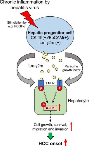 Hepatocyte transformation is induced by laminin γ2 monomer