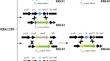 Antibiotic-free production of sucrose isomerase in Bacillus subtilis by genome integration.