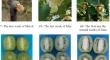 Some Physical and Chemical Changes in Kiwifruit During Two Different Growth and Development Seasons