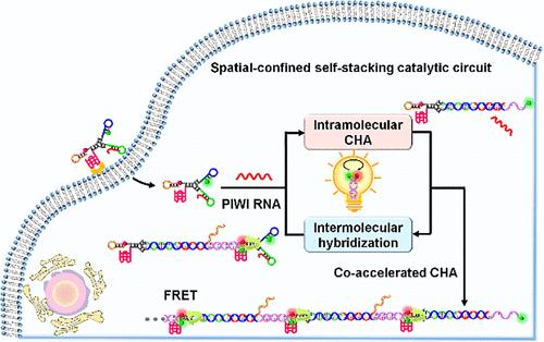 Construction of a Spatial-Confined Self-Stacking Catalytic Circuit for Rapid and Sensitive Imaging of Piwi-Interacting RNA in Living Cells