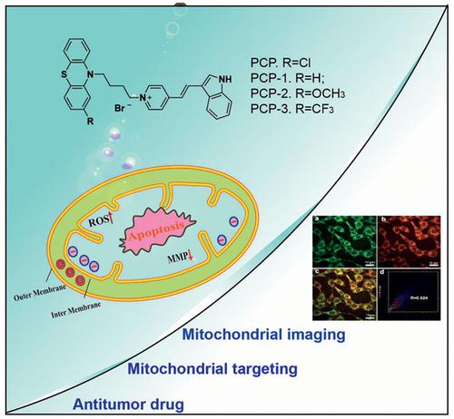 Design, Synthesis, and Biological Evaluation of Novel Mitochondria-Targeting Fluorescent Phenothiazine Derivatives as Potential Anticancer Agents