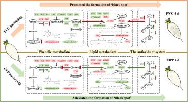 The mechanism by which oriented polypropylene packaging alleviates postharvest 'Black Spot' in radish root (Raphanus sativus).