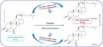 Advancements in enzymatic biotransformation and bioactivities of rare ginsenosides: A review