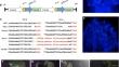 Effective strategies for creating self-compatible B. rapa by introgression of mutated SRK and SCR/SP11 genes from B. napus