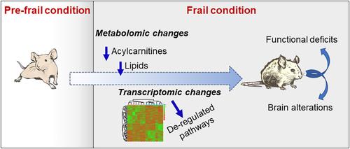 Transcriptomic and metabolomic changes might predict frailty in SAMP8 mice