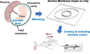 A dynamic flow fetal membrane organ-on-a-chip system for modeling the effects of amniotic fluid motion