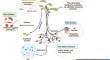 Microbial allies: exploring fungal endophytes for biosynthesis of terpenoid indole alkaloids.