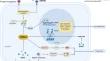 Gut-Derived Short-Chain Fatty Acids and Macrophage Modulation: Exploring Therapeutic Potentials in Pulmonary Fungal Infections.