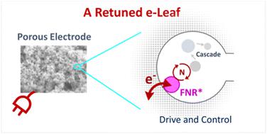 Retuning the potential of the electrochemical leaf†