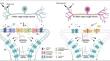 Drugs Targeting Cough Receptors: New Therapeutic Options in Refractory or Unexplained Chronic Cough.