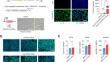 A streamlined method to generate endothelial cells from human pluripotent stem cells via transient doxycycline-inducible ETV2 activation