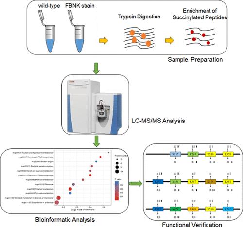 Vibrio alginolyticus PEPCK Mediates Florfenicol Resistance through Lysine Succinylation Modification