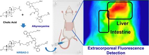 Synthesis, Characterization, and Potential Usefulness in Liver Function Assessment of Novel Bile Acid Derivatives with Near-Infrared Fluorescence (NIRBAD)