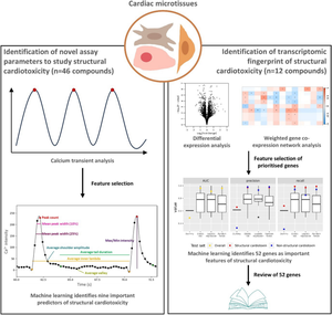 Computational approaches identify a transcriptomic fingerprint of drug-induced structural cardiotoxicity.