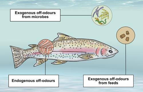 More than just geosmin and 2-methylisoborneol? Off-flavours associated with recirculating aquaculture systems