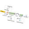 Attosecond two-color x-ray free-electron lasers with dual chirp-taper configuration and bunching inheritance