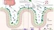 An exploratory study of a multi-species probiotic formulation and markers of health in a real-world oncological cohort in the time of covid.