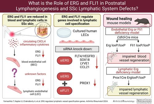 ERG Regulates Lymphatic Vessel Specification Genes and Its Deficiency Impairs Wound Healing-Associated Lymphangiogenesis.