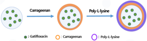 Drug release and physical properties of double layers coated contact lenses using natural polymers