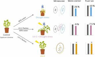 Priming for drought resistance: UV-C flashes triggered pipecolate accumulation and dehydration avoidance in Capsicum chinense Jacq. but induced no growth or metabolic costs