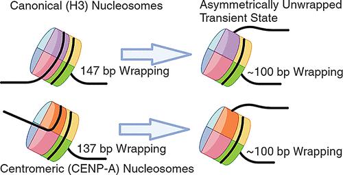 Nanoscale Structure, Interactions, and Dynamics of Centromere Nucleosomes