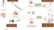 Role of inflammatory cytokine burst in neuro-invasion of Japanese Encephalitis virus infection: an immunotherapeutic approaches.