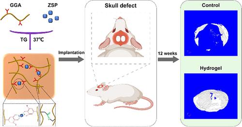 Incorporation of Zinc-Strontium Phosphate into Gallic Acid-Gelatin Composite Hydrogel with Multiple Biological Functions for Bone Tissue Regeneration.