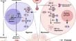 Exploring the role of tRNA-derived small RNAs (tsRNAs) in disease: implications for HIF-1 pathway modulation.