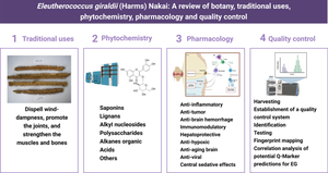 Eleutherococcus giraldii (Harms) Nakai: a review of botany, traditional uses, phytochemistry, pharmacology and quality control