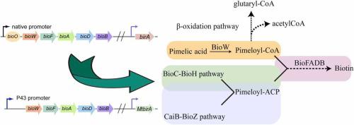 Enhancing biotin production in Bacillus subtilis: Overcoming native pathway limitations