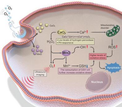 Bottle Nanomotors Amplify Tumor Oxidative Stress for Enhanced Calcium Overload/Chemodynamic Therapy.