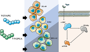 Elastin-derived peptides (EDPs) as a potential pro-malignancy factor in human leukemia cell lines.