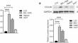 Multi-omics analysis reveals mechanism of Schisandra chinensis lignans and acteoside on EMT in hepatoma cells via ERK1/2 pathway