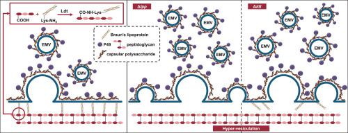 Enhancing extracellular membrane vesicle productivity of Shewanella vesiculosa HM13, a prospective host for vesiculation-mediated protein secretion, by weakening outer membrane-peptidoglycan linkage