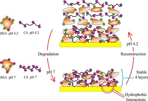 pH-response of protein-polysaccharide multilayers adsorbed on a flat gold surface: A surface plasmon resonance study