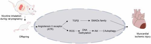 In utero chronic intermittent nicotine aerosol exposure increases ischemic heart injury in adult offspring via programming of Angiotensin II receptor-derived TGFβ/ROS/Akt signaling pathway