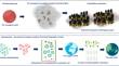 Investigating photosynthetic evolution and the feasibility of inducing C4 syndrome in C3 plants