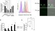 Alteration of β-glucan in the emerging fungal pathogen Candida auris leads to immune evasion and increased virulence.