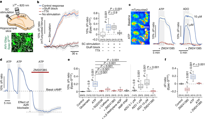 Adenosine signalling to astrocytes coordinates brain metabolism and function