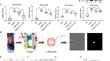 P2X7 and P2Y<sub>1</sub> receptors in DRG mediate electroacupuncture to inhibit peripheral sensitization in rats with IBS visceral pain.