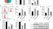 Mir22hg facilitates ferritinophagy-mediated ferroptosis in sepsis by recruiting the m6A reader YTHDC1 and enhancing Angptl4 mRNA stability.