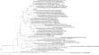 Saccharopolyspora mangrovi sp. nov., a novel mangrove soil actinobacterium with distinct metabolic potential revealed by comparative genomic analysis.