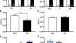 Impact of absolute food deprivation on the reproductive system in male goldfish exposed to sex steroids.