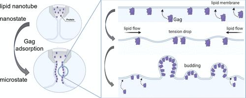 Human Immunodeficiency Virus Type 1 Gag Polyprotein Modulates Membrane Physical Properties like a Surfactant: Potential Implications for Virus Assembly.