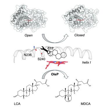 Binding of steroid substrates reveals the key to the productive transition of the cytochrome P450 OleP.