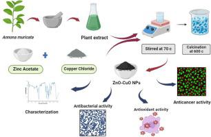 Green synthesis of bimetallic ZnO–CuO nanoparticles using Annona muricata l. extract: Investigation of antimicrobial, antioxidant, and anticancer properties