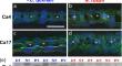 The physiological significance of plasma-accessible carbonic anhydrase in the respiratory systems of fishes.