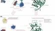 Enhancing the quality of lentil proteins via combination with whey proteins based on a dual process: a novel strategy through the incorporation of complexation and fermentation